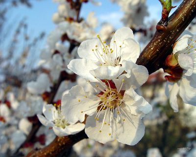 Foto Noticia Indicaciones de los remedios florales (1 de 2)