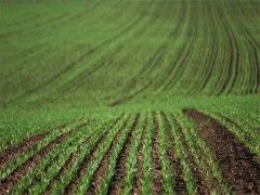 Foto Noticia Alimentos ecológicos seguros