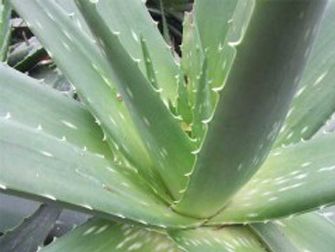 Alimentos y bebidas elaboradas con aloe vera