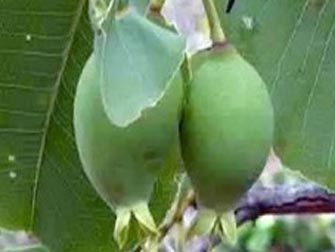 Foto Noticia Las frutas más ricas en vitamina C