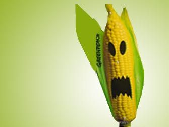Foto Noticia Cultivo de transgénicos: aumenta el uso de pesticidas