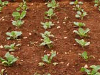 Foto Noticia Alimentos ecológicos 