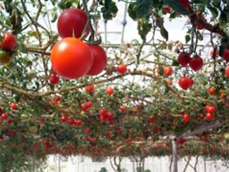 Foto Noticia Nuevos datos sobre la exposición al licopeno, un pigmento vegetal