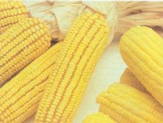 Foto Noticia El 15% de alimentos de soja o maíz están contaminados por transgénicos
