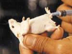 Foto Noticia Los alimentos transgénicos afectan al crecimiento y a la capacidad reproductiva, según un grupo científico ruso