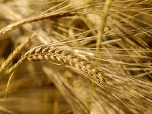 Foto Noticia El plomo en los alimentos