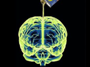 Foto Noticia El ácido oleico favorece el desarrollo de las neuronas