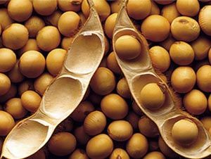 Foto Noticia El mejor aporte de proteínas vegetales