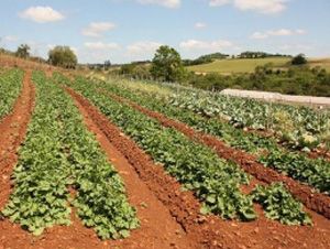 Foto Noticia Los fraudes alimentarios animan a consumir productos ecológicos