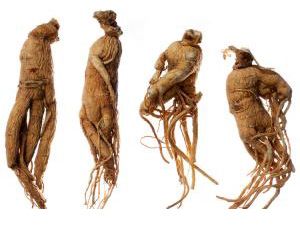 Foto Noticia El ginseng, el rey de los estimulantes naturales