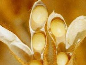 Las isoflavonas de soja podrían modificar el riesgo de cáncer de mama 