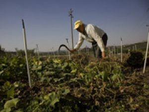 Foto Noticia Los alimentos ecológicos son la mejor opción para la salud de las personas y del planeta