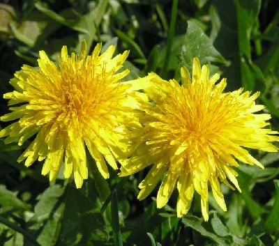 Foto Noticia Productos naturales que nos ayudan a no retener líquidos.