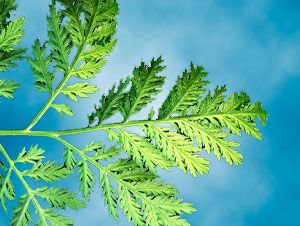 Foto Noticia ARTEMISIA ANNUA: Remedio eficaz para combatir la enfermedad de Lyme o Borreliosis