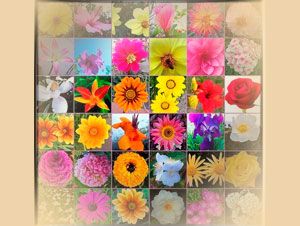 Foto Noticia Curso online sobre las Flores de Bach