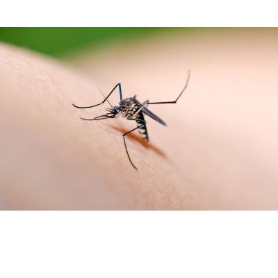 La vitamina antimosquitos