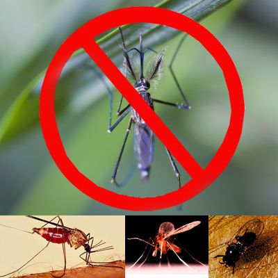 PACK ANTI MOSCAS Y MOSQUITOS