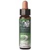 SWEET CHESTNUT E.F.Mediterráneo 20 ml.
